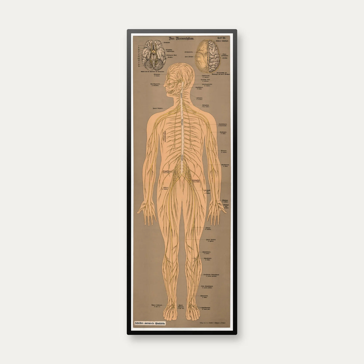 Nervesystemet 1902 - Anskuelsesbillede - 50×139 cm – billede 1