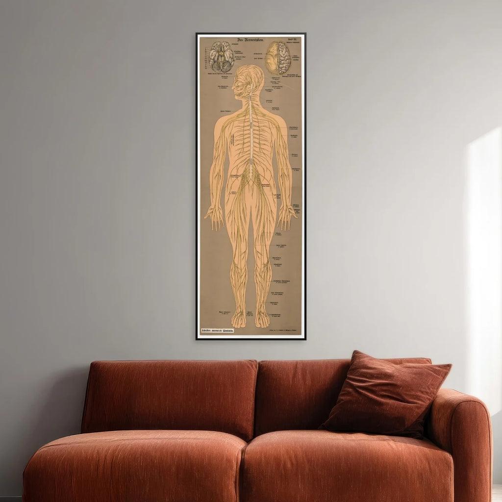 Nervesystemet 1902 - Anskuelsesbillede - 50×139 cm – billede 2