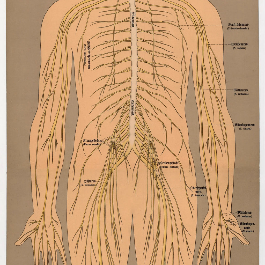 Nervesystemet 1902 - Anskuelsesbillede - 50×139 cm – billede 4