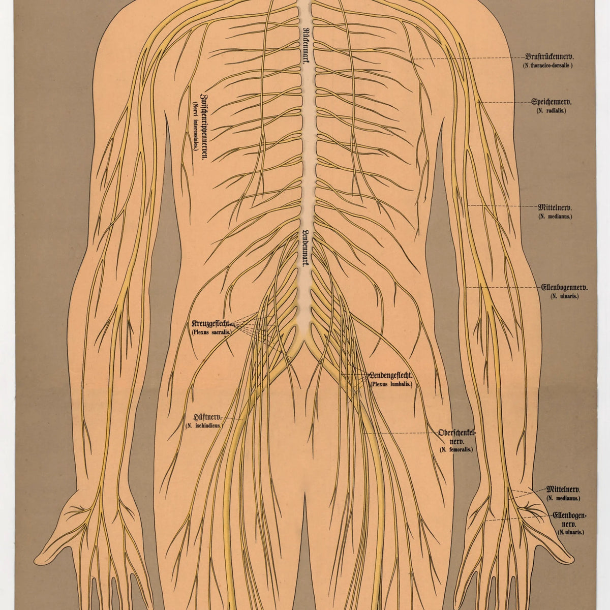 Nervesystemet 1902 - Anskuelsesbillede - 50×139 cm – billede 4