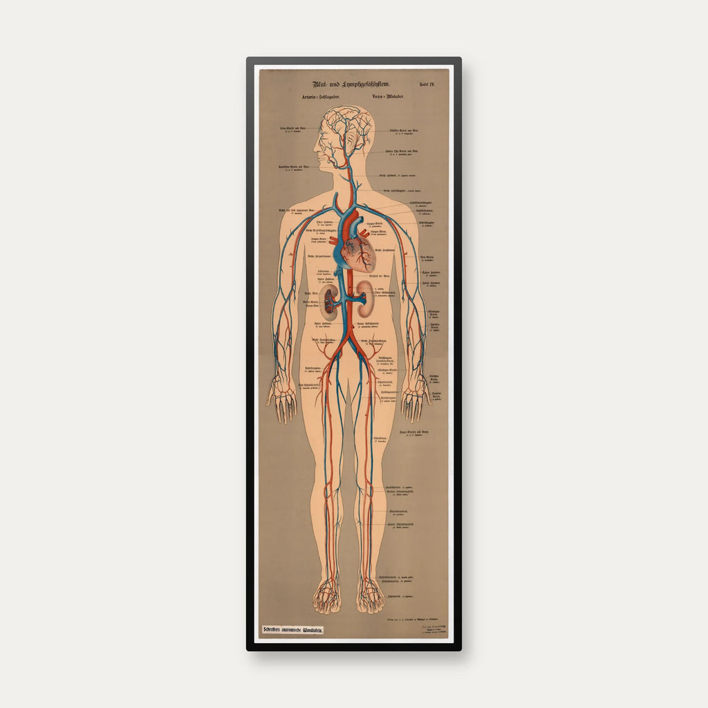 Blod- og lymfekar 1902 - Anskuelsesbillede - 50×138 cm – billede 1