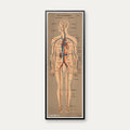 Blod- og lymfekar 1902 - Anskuelsesbillede - 50×138 cm – billede 1