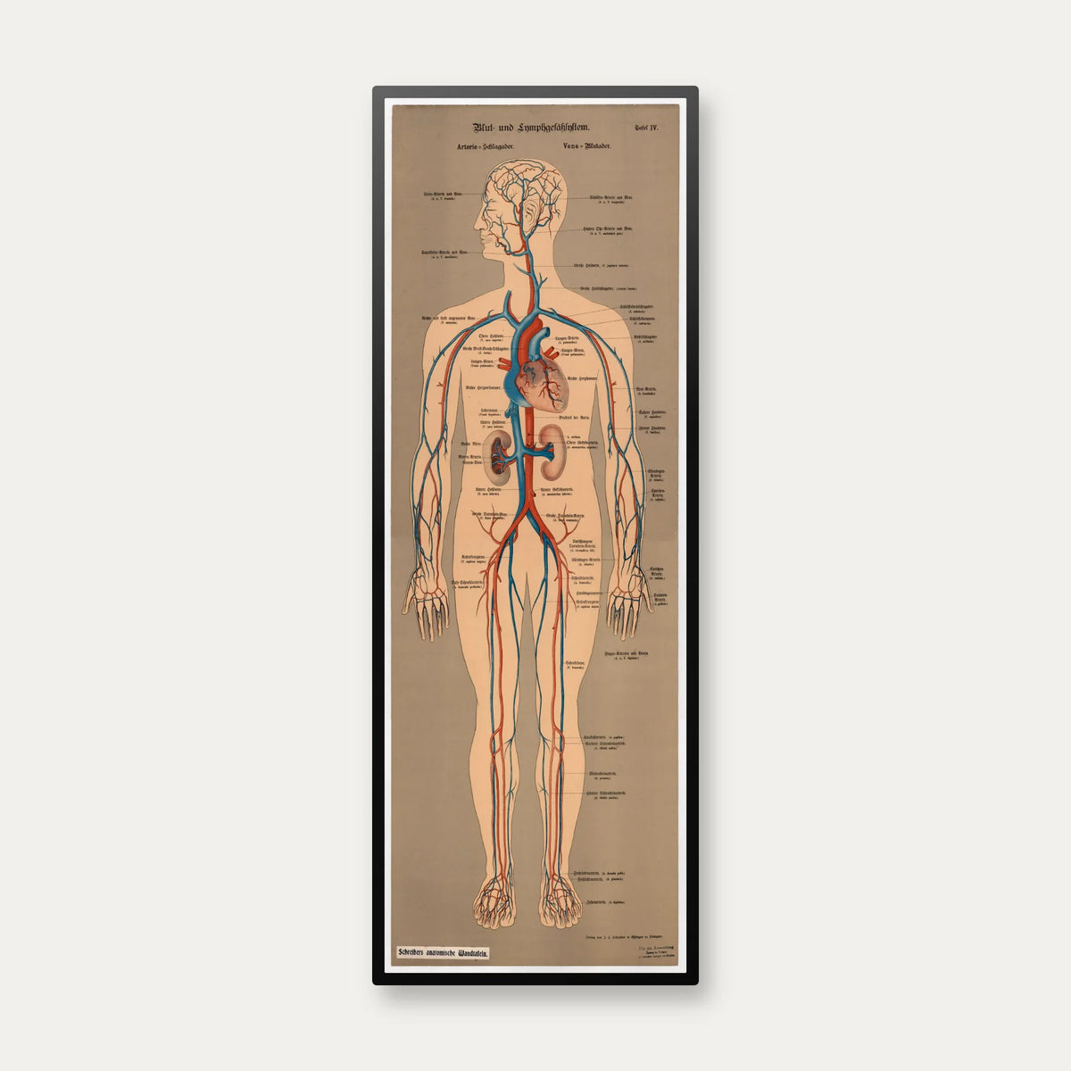 Blod- og lymfekar 1902 - Anskuelsesbillede - 50×138 cm – billede 1