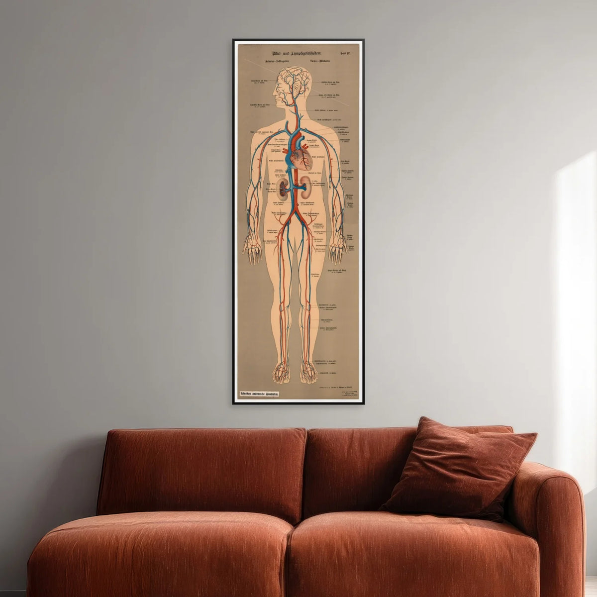Blod- og lymfekar 1902 - Anskuelsesbillede - 50×138 cm – billede 2