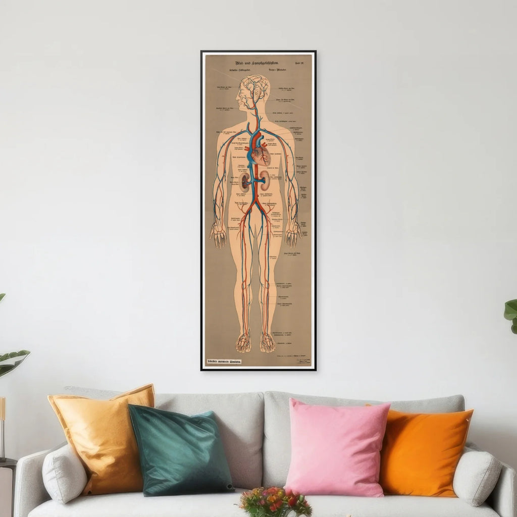 Blod- og lymfekar 1902 - Anskuelsesbillede - 50×138 cm – billede 3