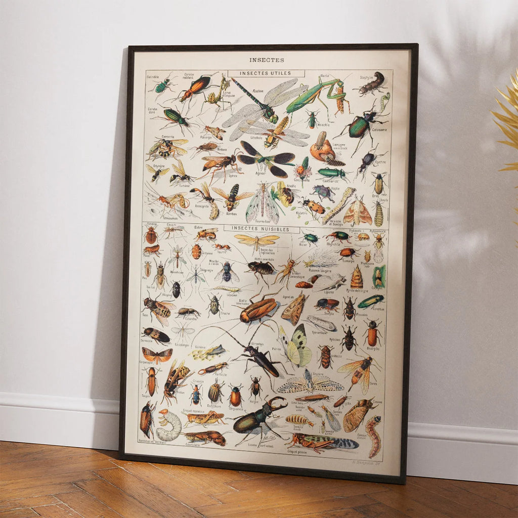 Millot: Insekter - Le Larousse pour tous – billede 2