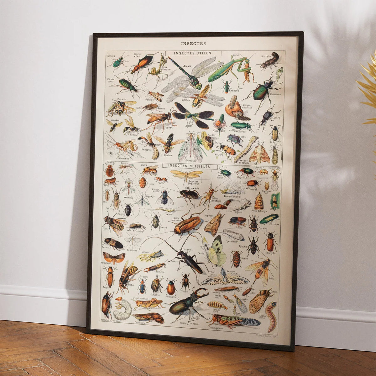 Millot: Insekter - Le Larousse pour tous – billede 2