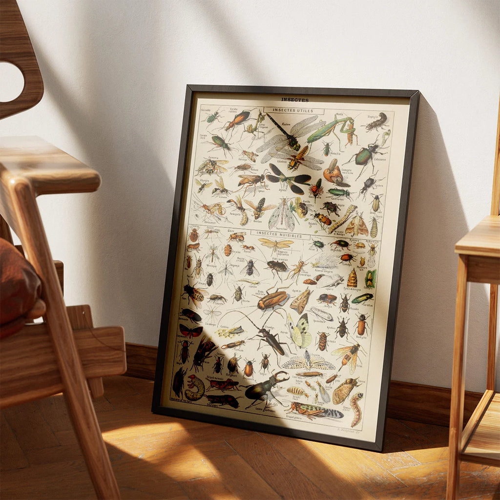 Millot: Insekter - Le Larousse pour tous – billede 3