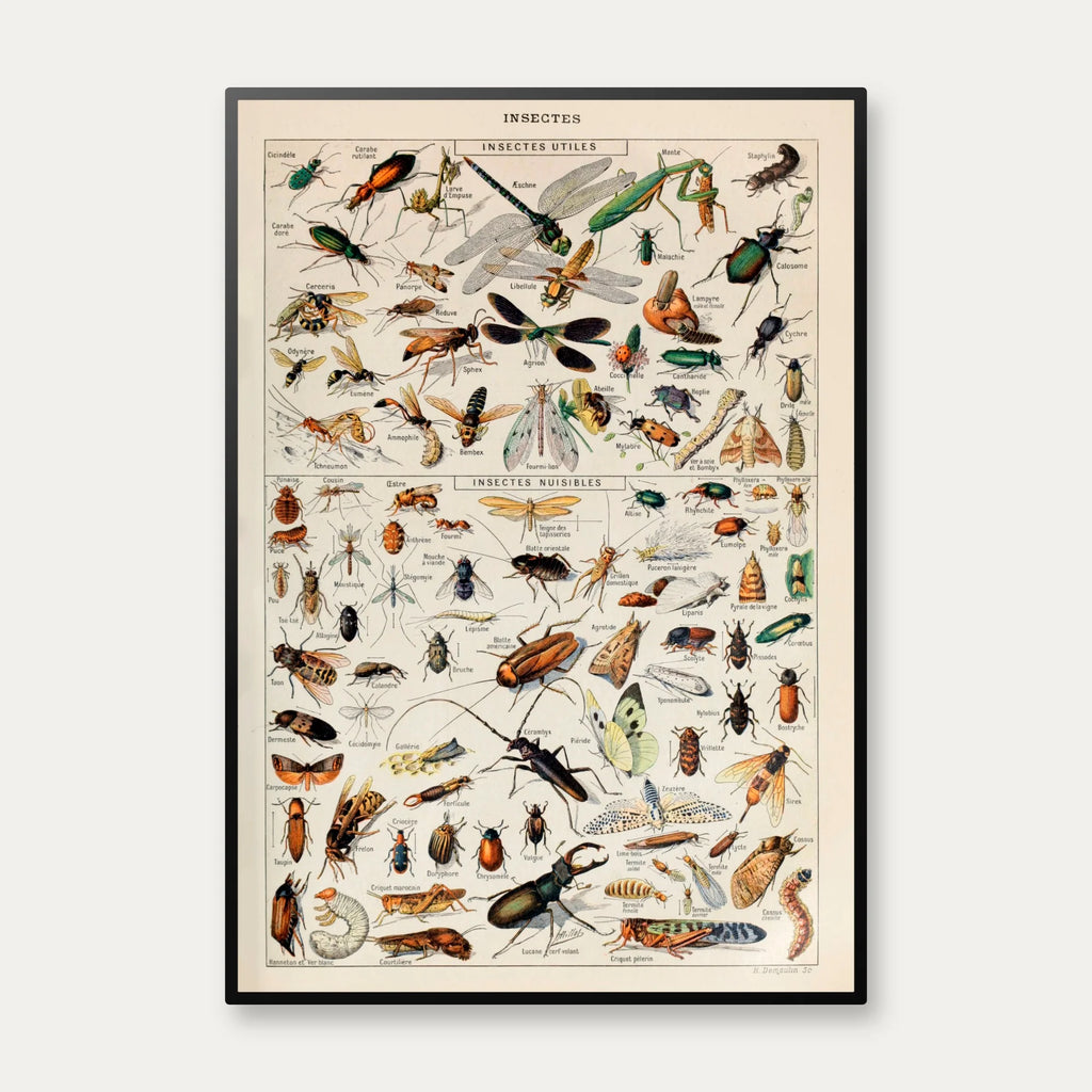 Millot: Insekter - Le Larousse pour tous – billede 1