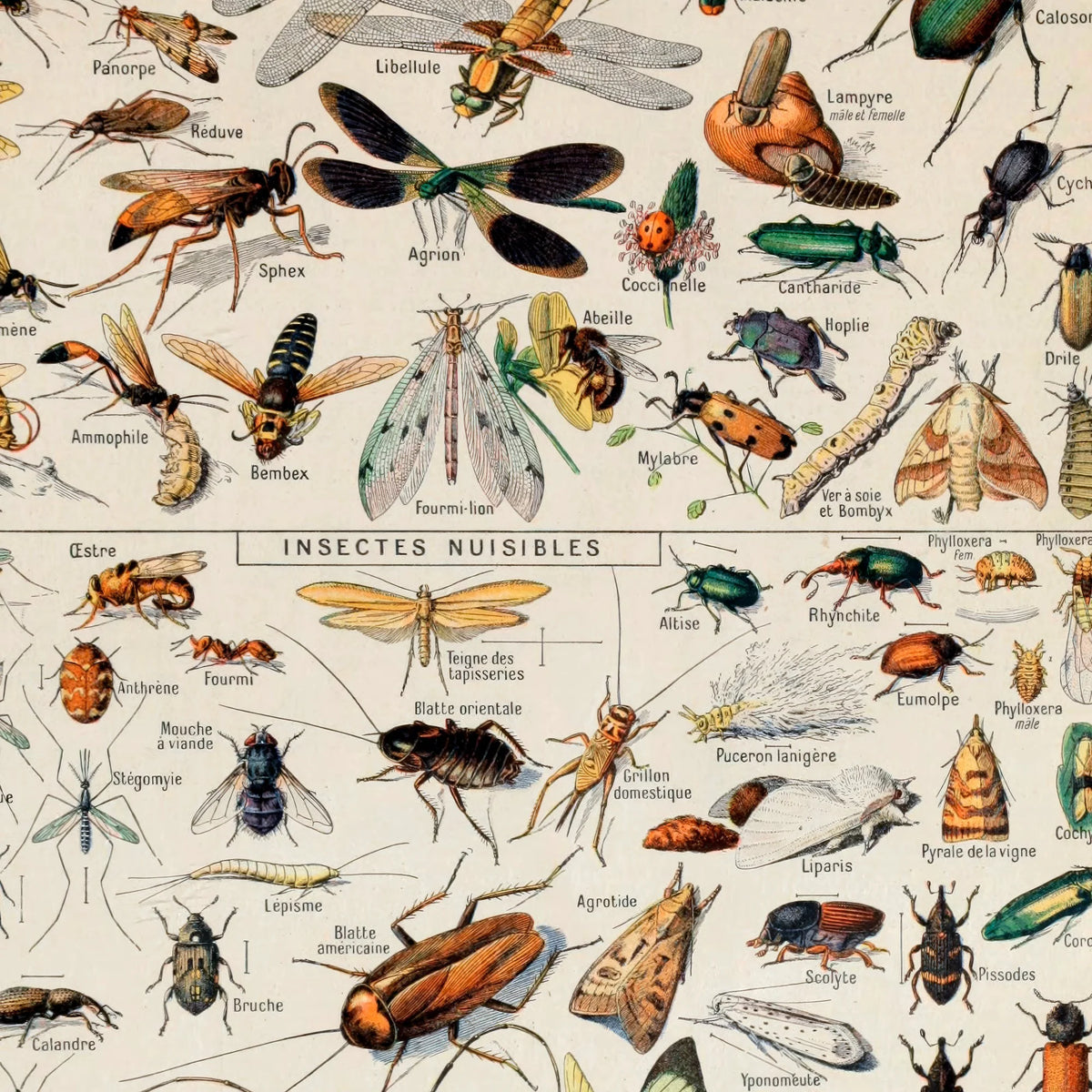 Millot: Insekter - Le Larousse pour tous – billede 4