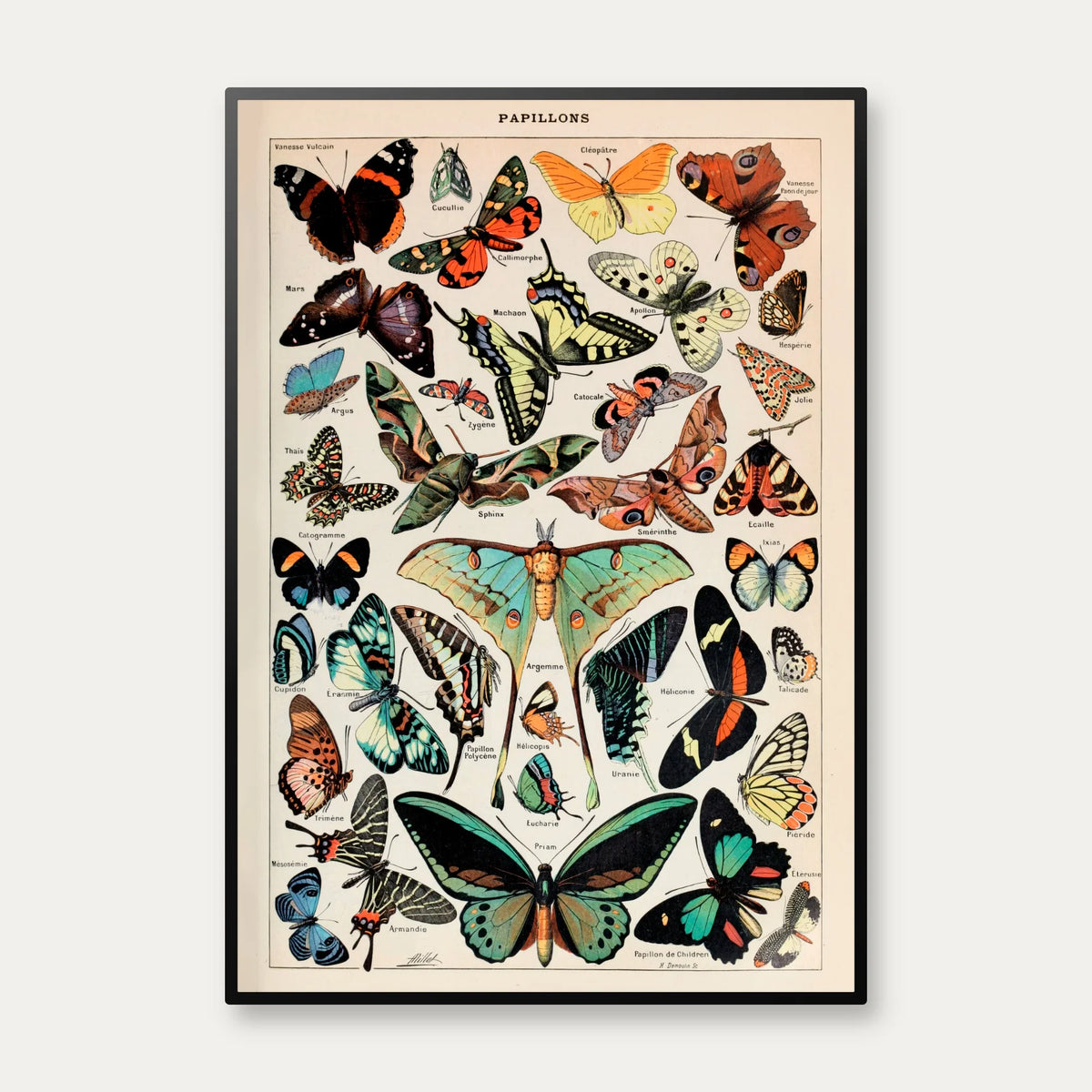 Millot: Sommerfugle - Le Larousse pour tous – billede 1