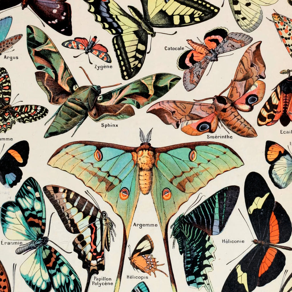 Millot: Sommerfugle - Le Larousse pour tous – billede 4