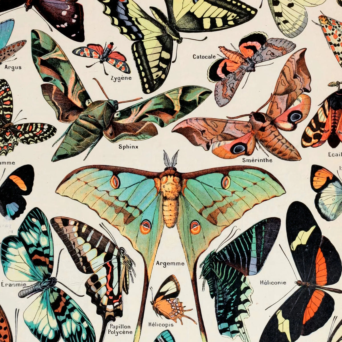 Millot: Sommerfugle - Le Larousse pour tous – billede 4