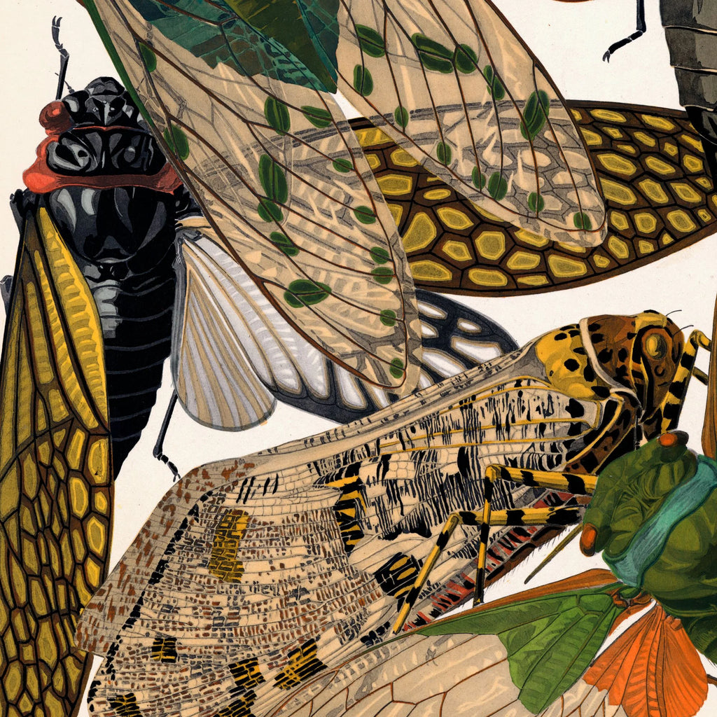 Cikader - Insektplakat II - E.A. Seguy – billede 4