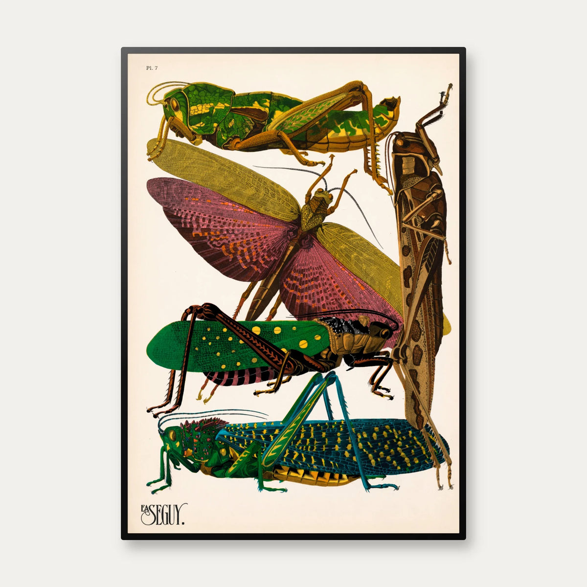 Græshopper - Insektplakat VII - E.A. Seguy – billede 1