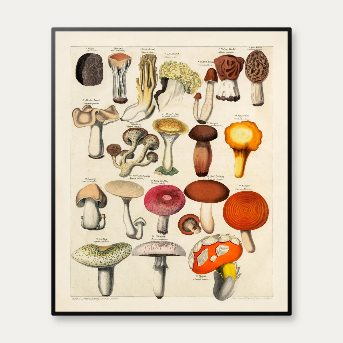 Spiselige svampe 1846 - Botanisk tavle - 50×60 cm – billede 1