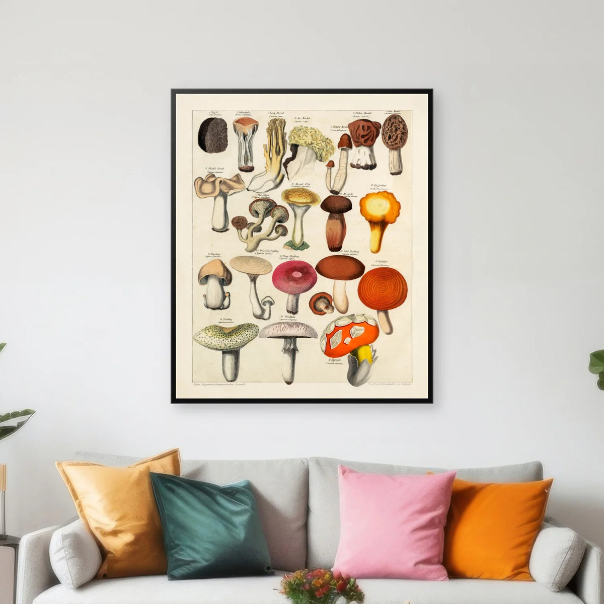 Spiselige svampe 1846 - Botanisk tavle - 50×60 cm – billede 3