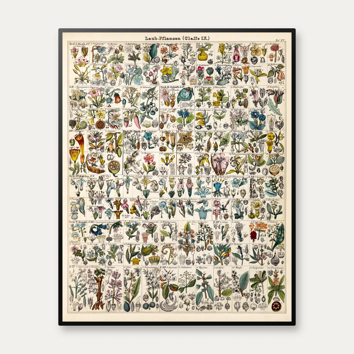 Bladplanter 1846 - Botanisk tavle - 56×70 cm – billede 1