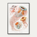 Skivegopler (Discomedusae) 1904 - Naturillustration – billede 1