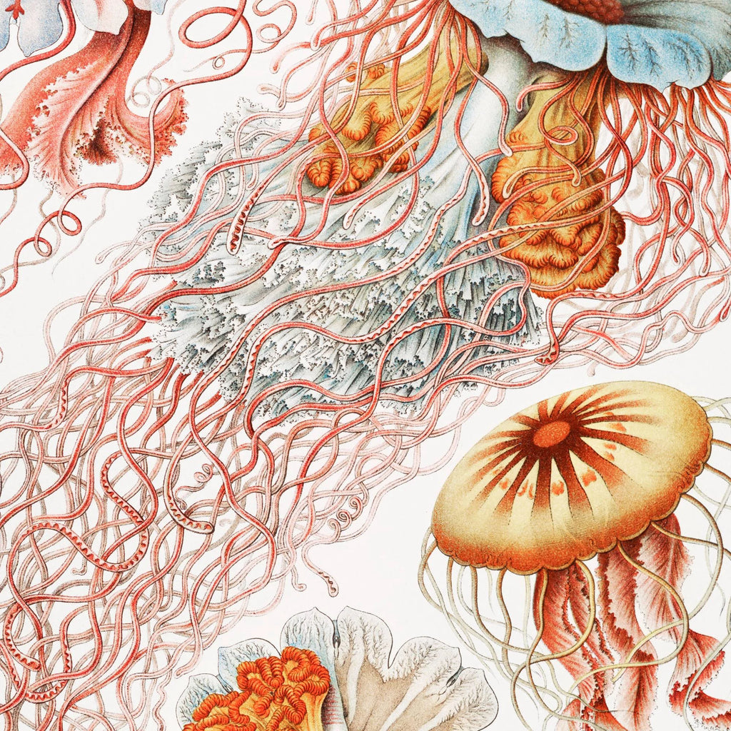 Skivegopler (Discomedusae) 1904 - Naturillustration – billede 4