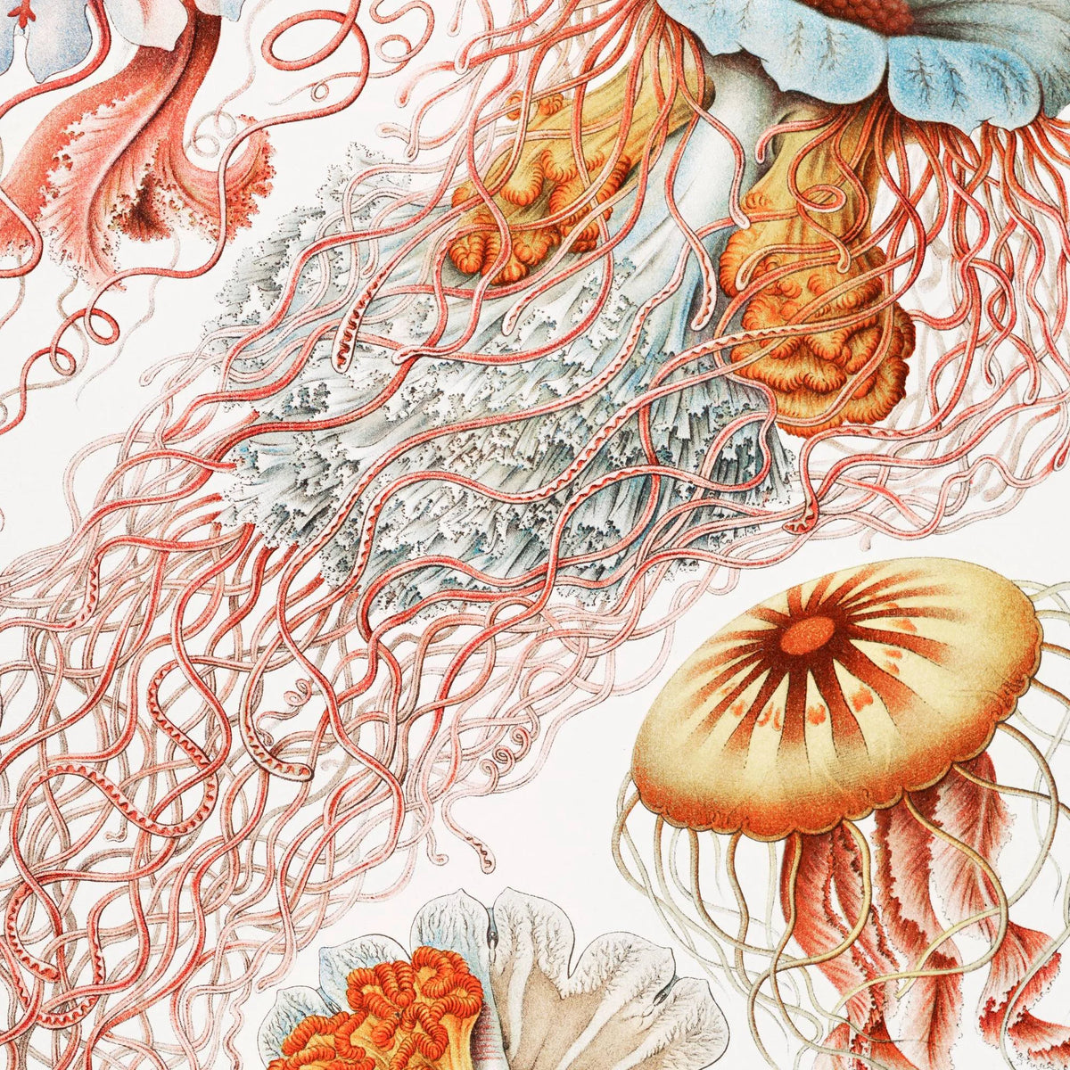 Skivegopler (Discomedusae) 1904 - Naturillustration – billede 4