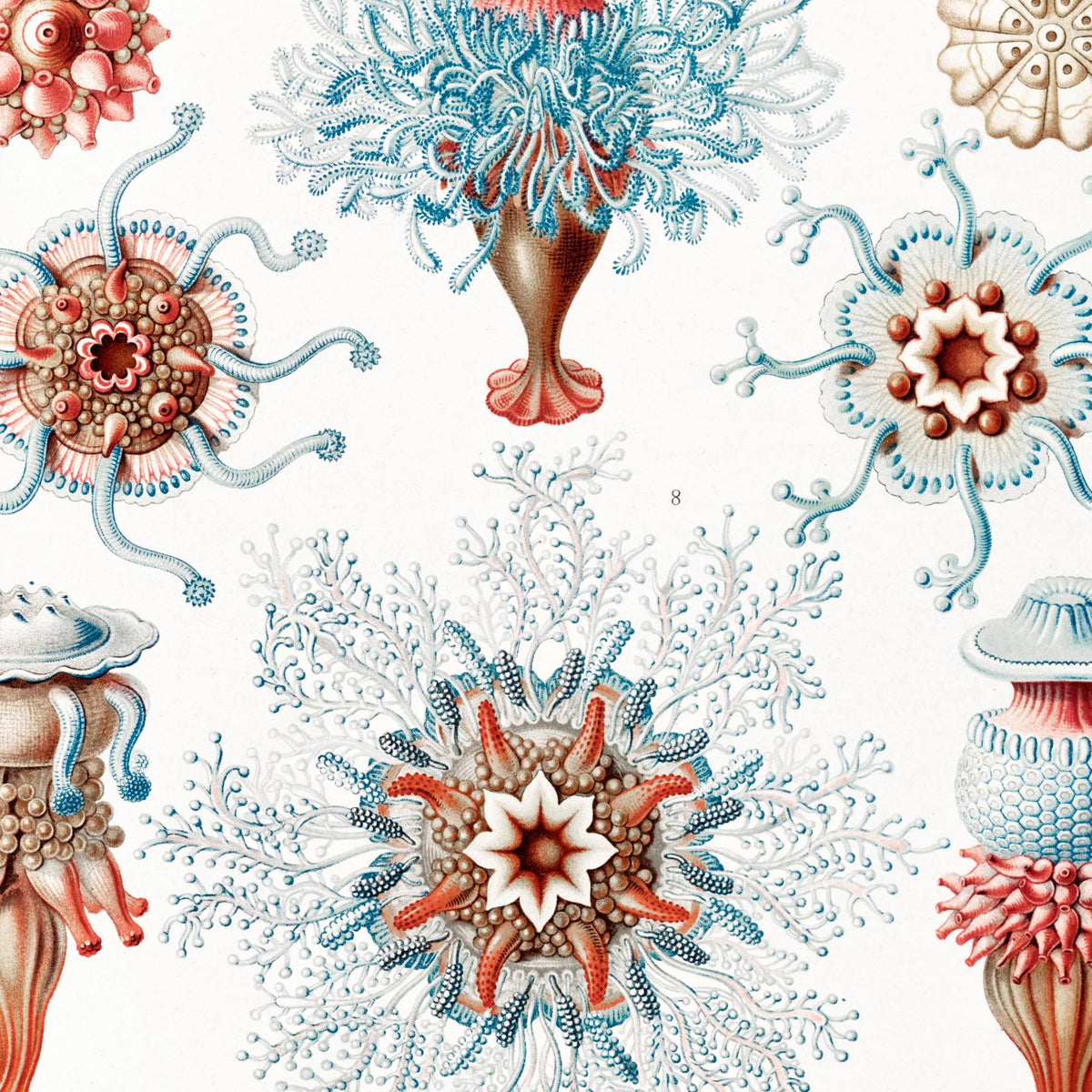 Storgopler (Siphonophorae) 1904 - Naturillustration – billede 4