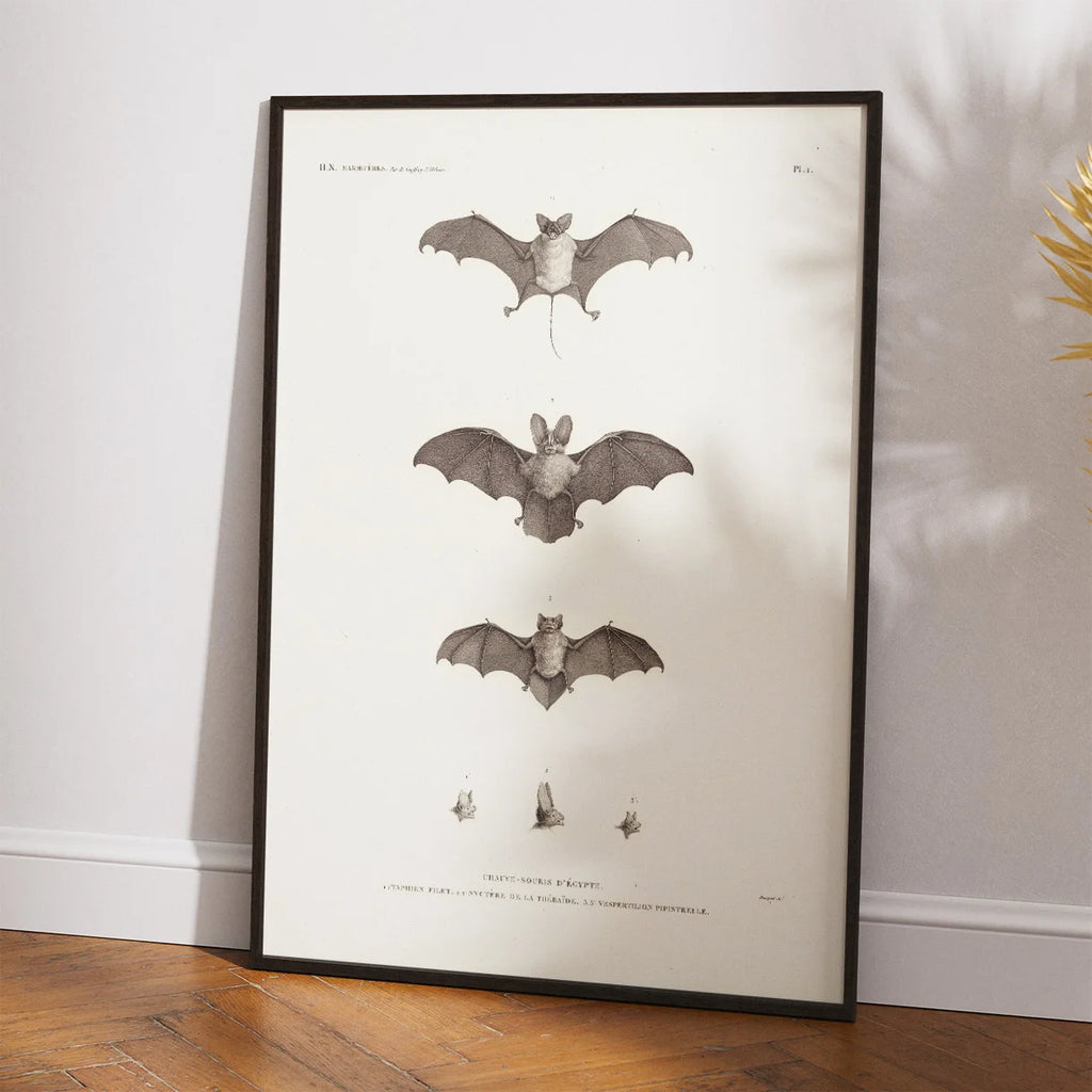 Egyptian Bats 1826 - Zoologisk planche – billede 2