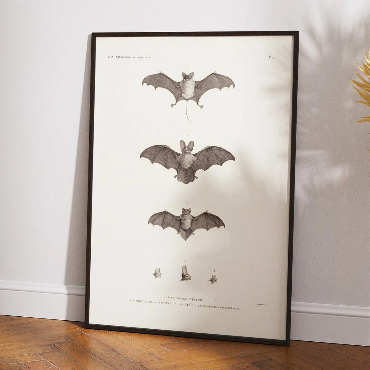 Egyptian Bats 1826 - Zoologisk planche – billede 2