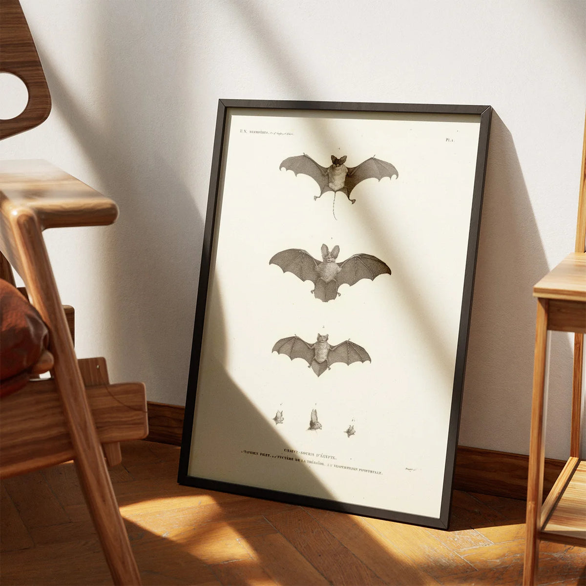 Egyptian Bats 1826 - Zoologisk planche – billede 3