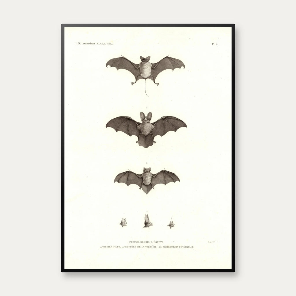Egyptian Bats 1826 - Zoologisk planche – billede 1