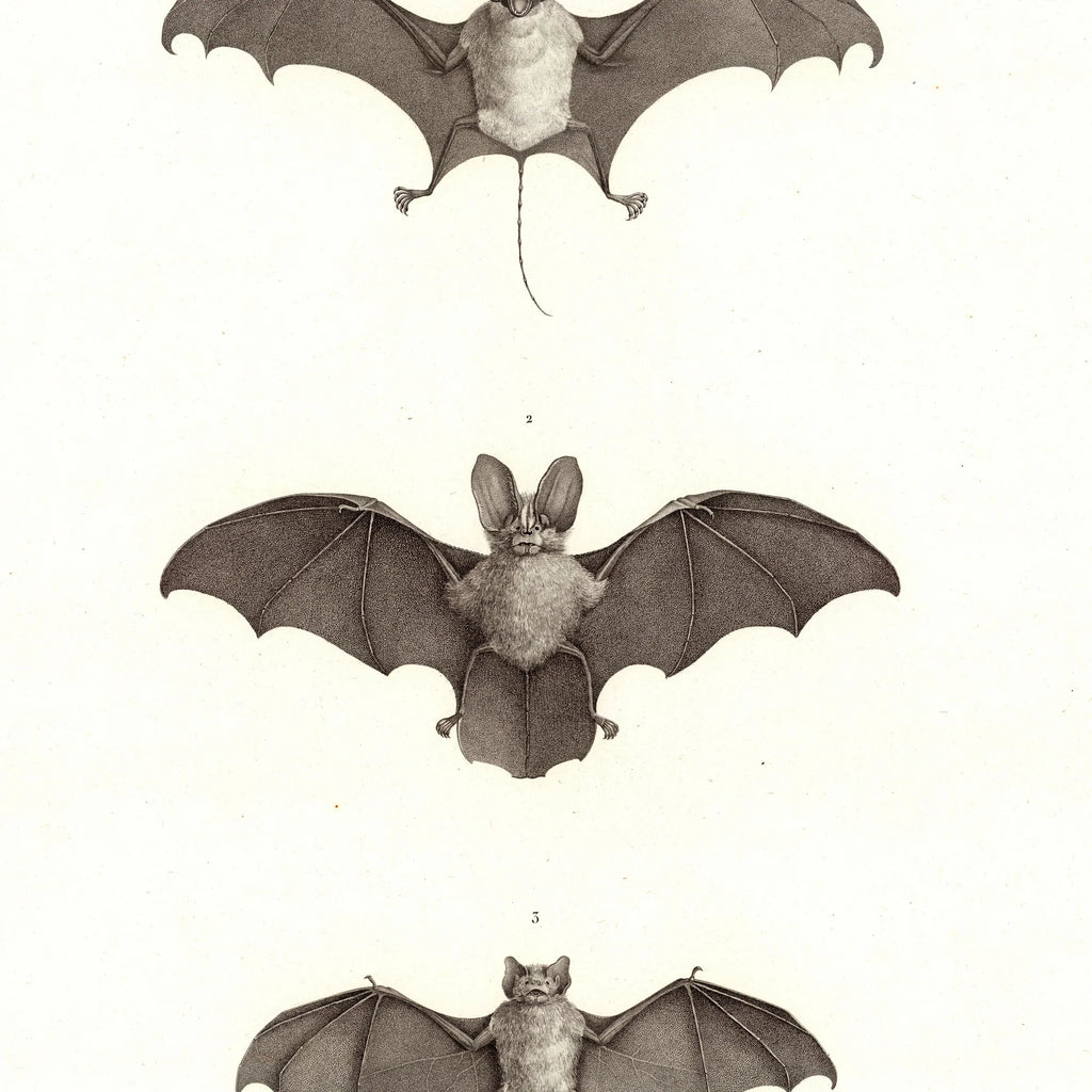 Egyptian Bats 1826 - Zoologisk planche – billede 4