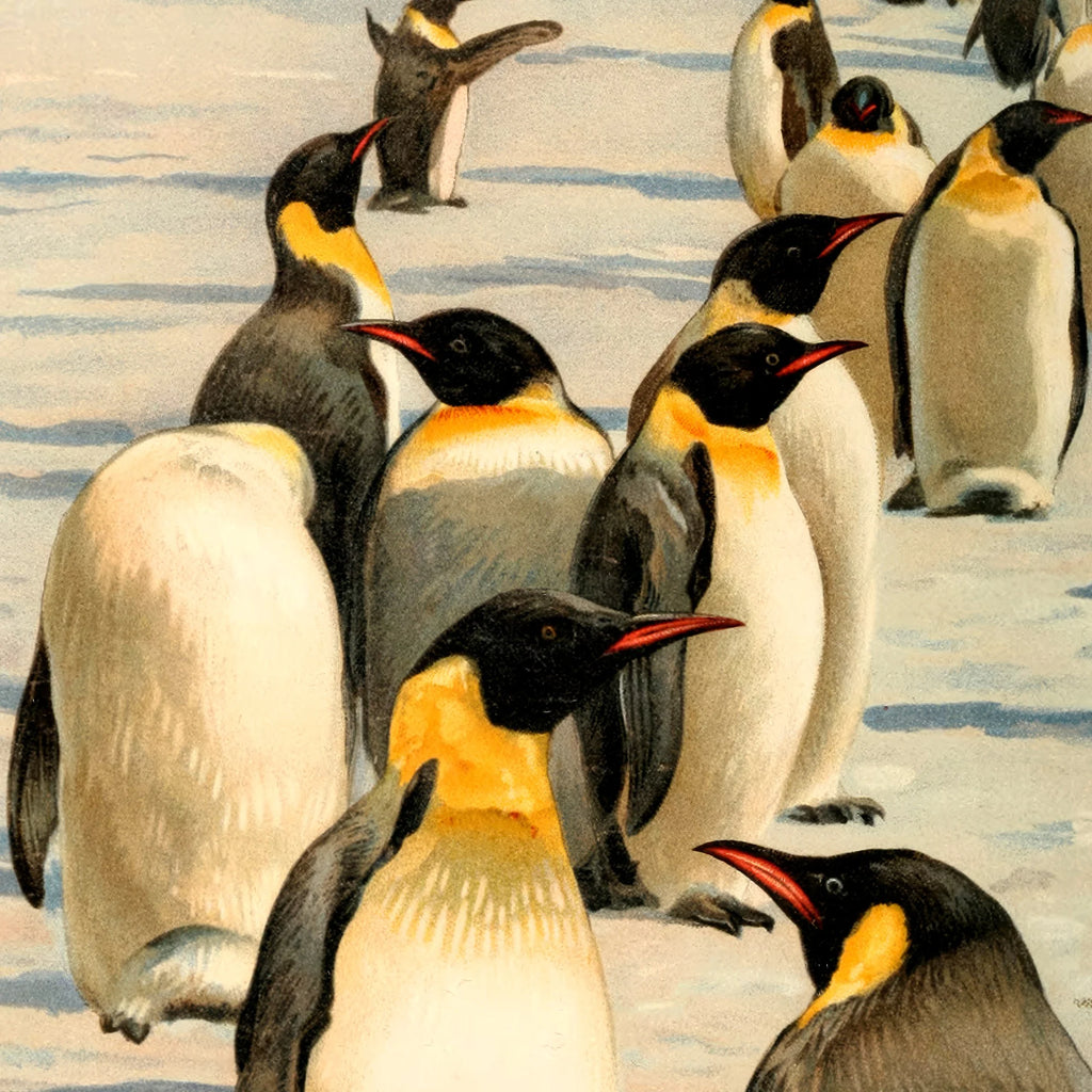 Emperor Penguin 1930 - Naturillustration – billede 4