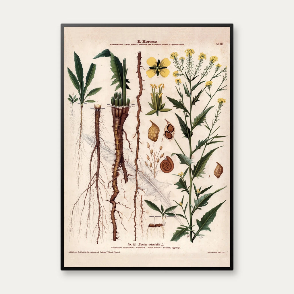 Takkeklap 1913 - Botanisk plakat – billede 1