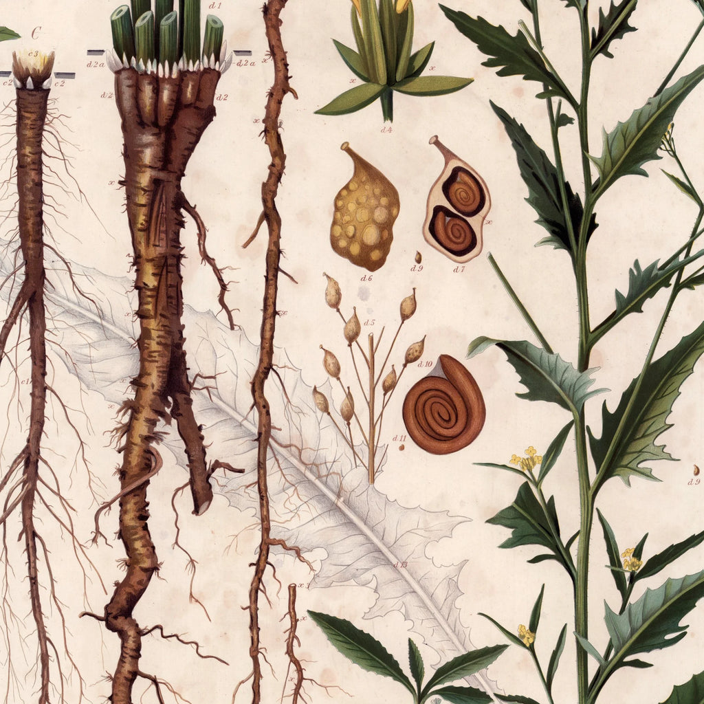 Takkeklap 1913 - Botanisk plakat – billede 4