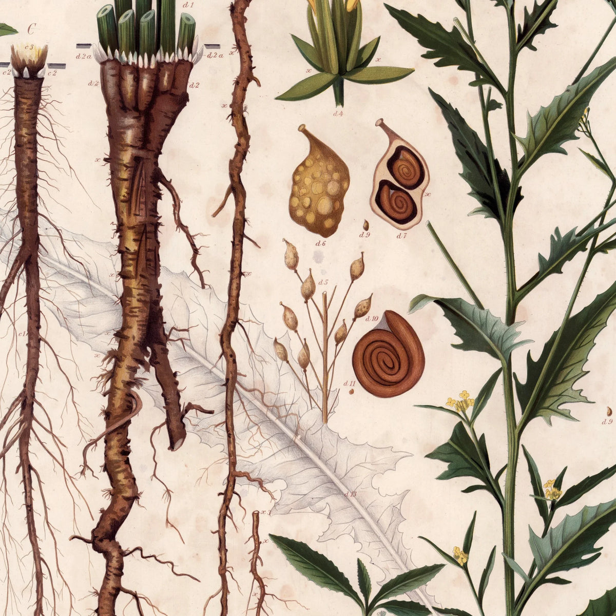 Takkeklap 1913 - Botanisk plakat – billede 4