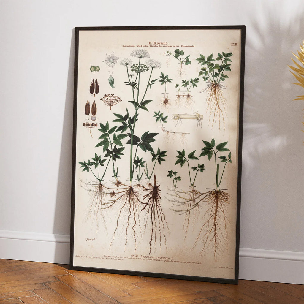 Skvalderkål 1913 - Botanisk plakat – billede 2