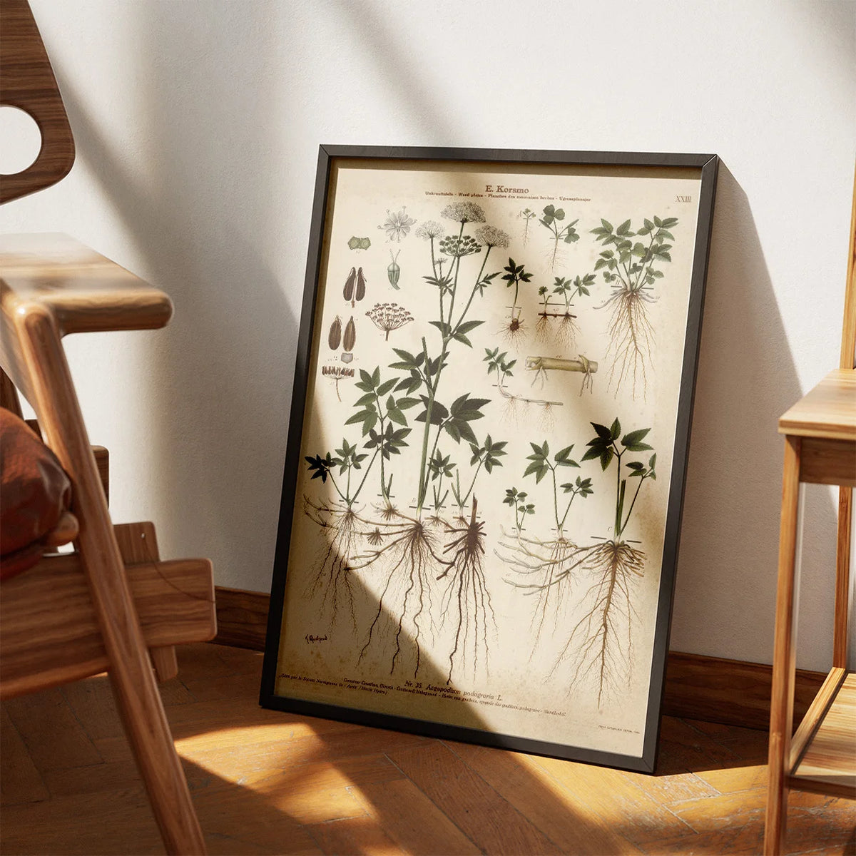 Skvalderkål 1913 - Botanisk plakat – billede 3