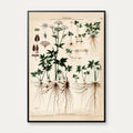 Skvalderkål 1913 - Botanisk plakat – billede 1