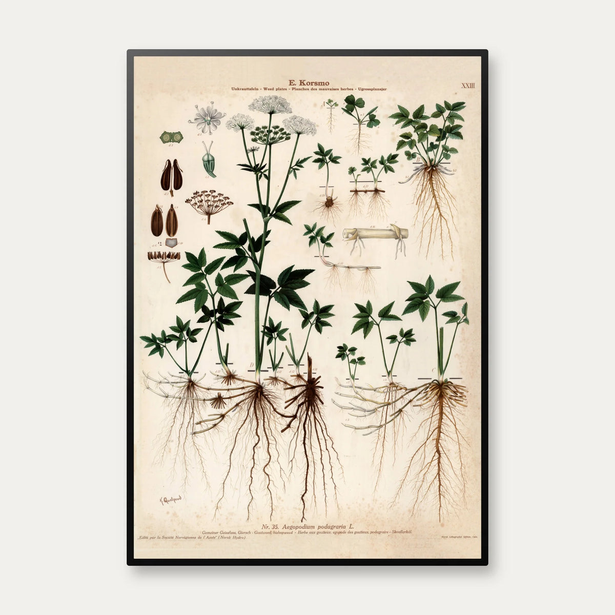 Skvalderkål 1913 - Botanisk plakat – billede 1