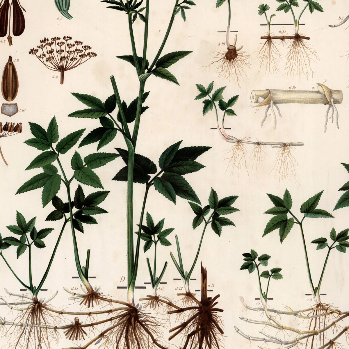 Skvalderkål 1913 - Botanisk plakat – billede 4