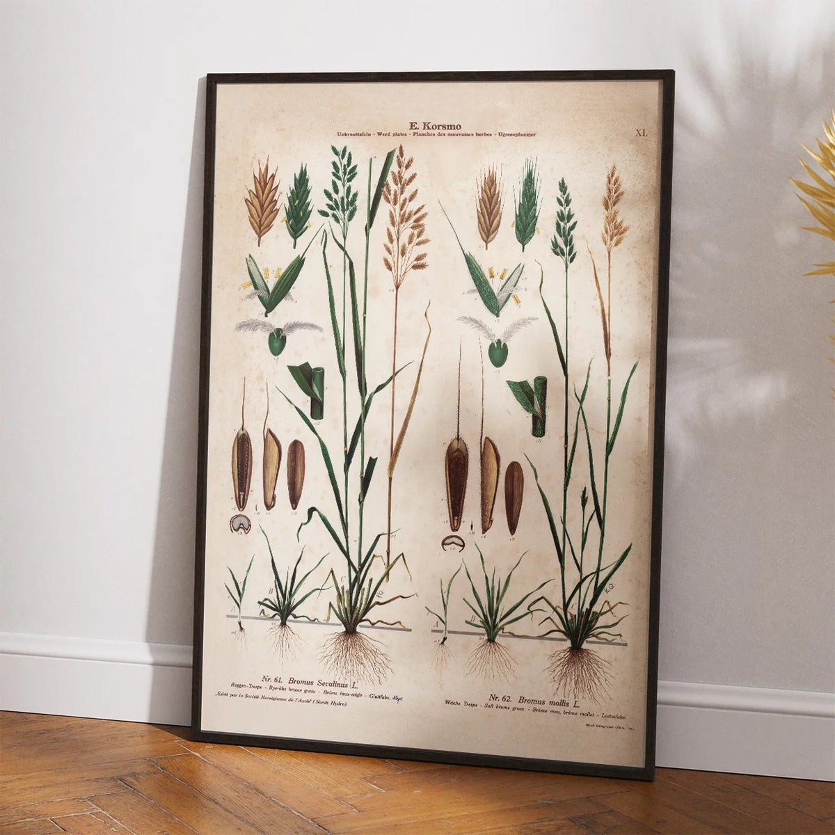 Almindelig hejre og hejregræs 1913 - Botanisk plakat – billede 2