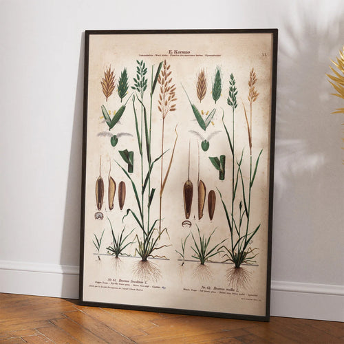 Almindelig hejre og hejregræs 1913 - Botanisk plakat – billede 2