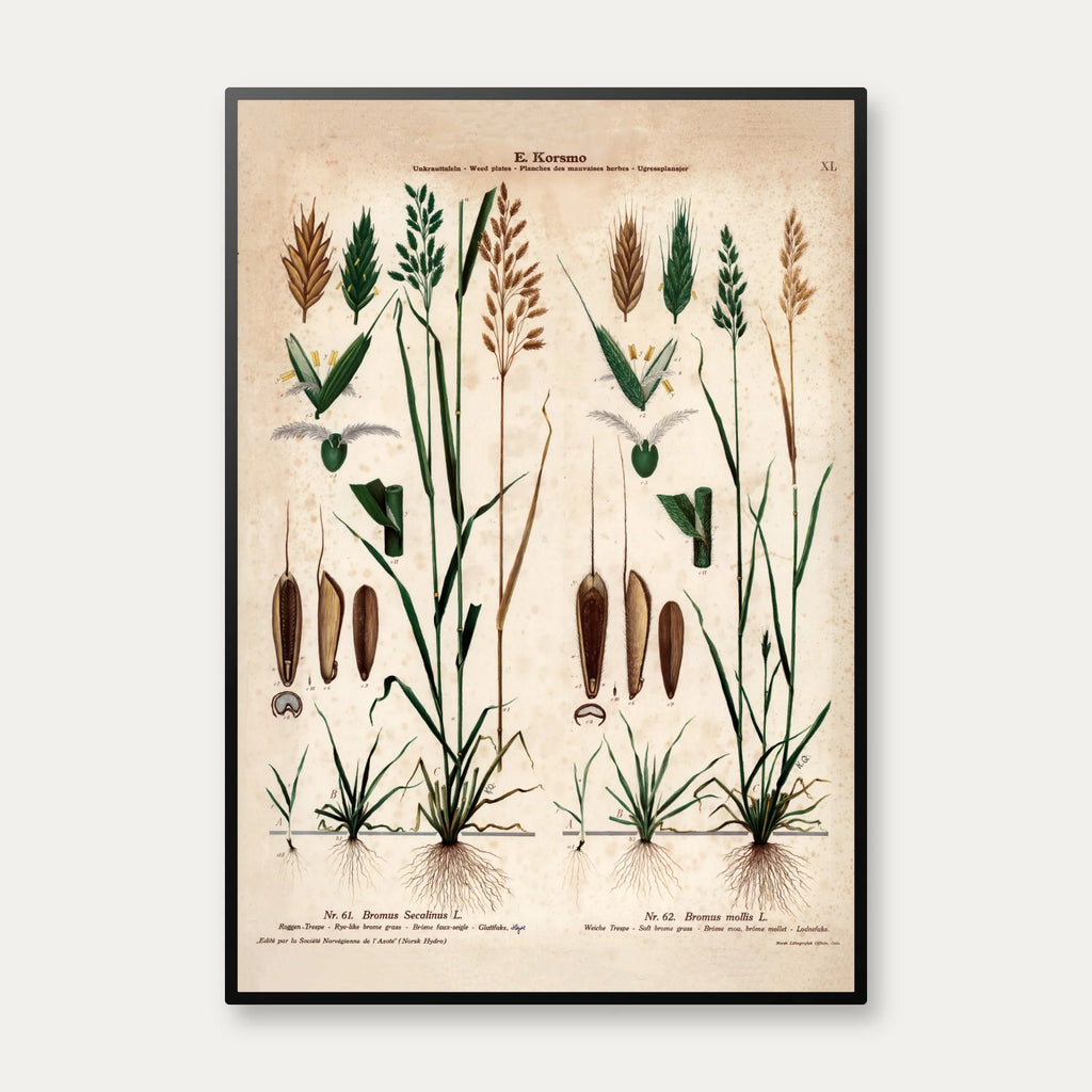 Almindelig hejre og hejregræs 1913 - Botanisk plakat – billede 1