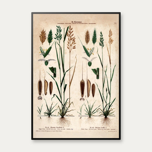 Almindelig hejre og hejregræs 1913 - Botanisk plakat – billede 1