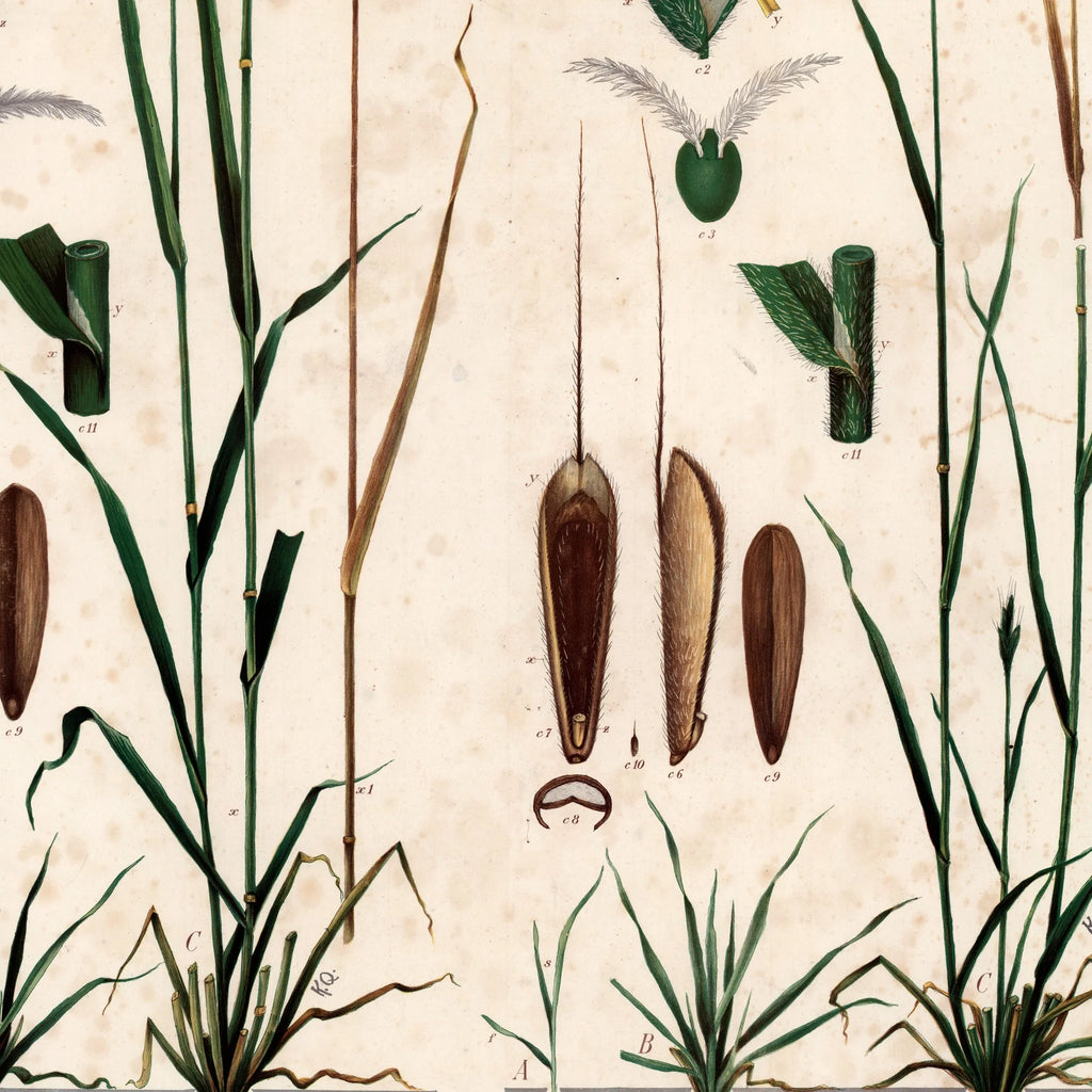 Almindelig hejre og hejregræs 1913 - Botanisk plakat – billede 4