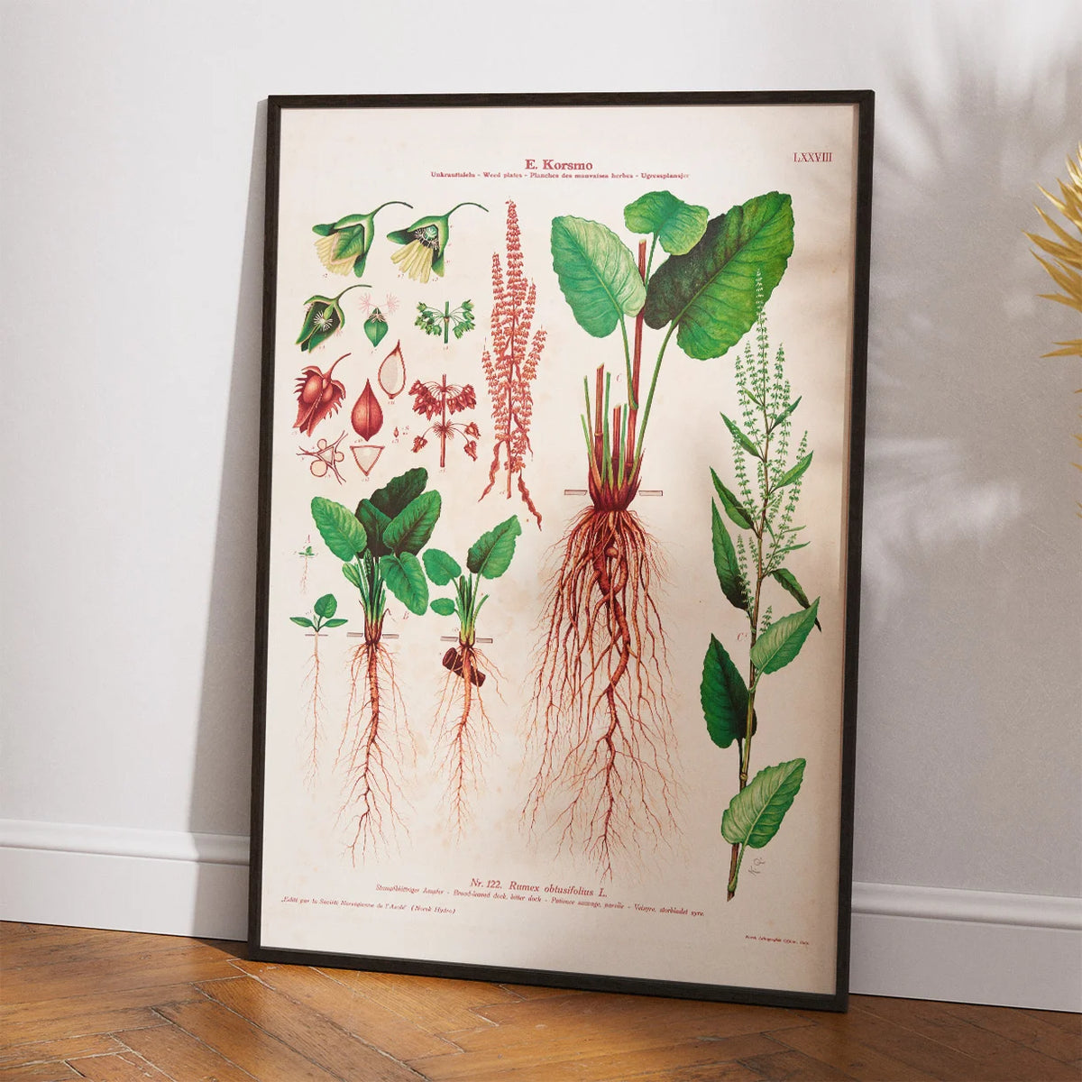 Butbladet skræppe 1913 - Botanisk plakat – billede 2