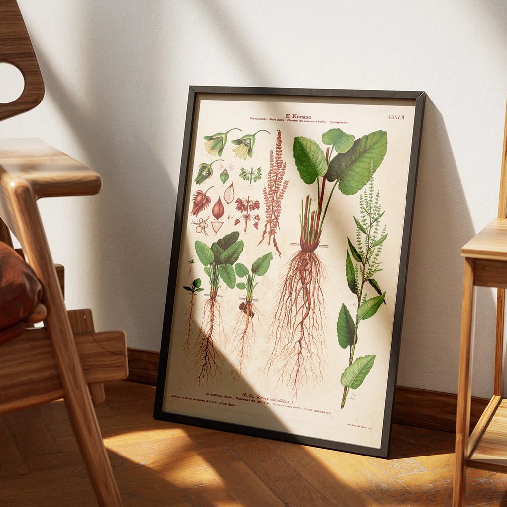 Butbladet skræppe 1913 - Botanisk plakat – billede 3
