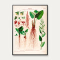 Butbladet skræppe 1913 - Botanisk plakat – billede 1