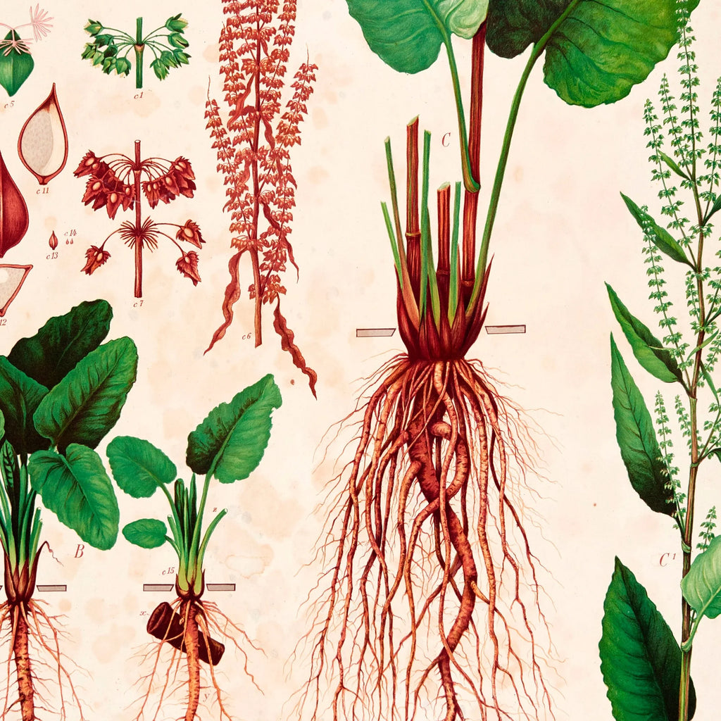 Butbladet skræppe 1913 - Botanisk plakat – billede 4