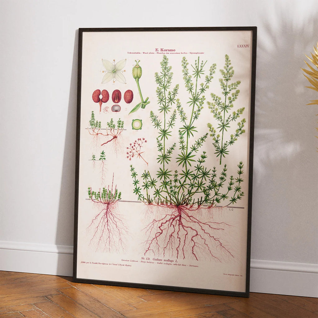Hvid snerre 1913 - Botanisk plakat – billede 2